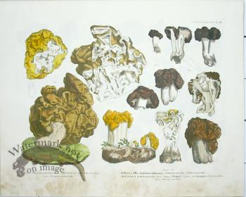 Mushroom Atlas 29